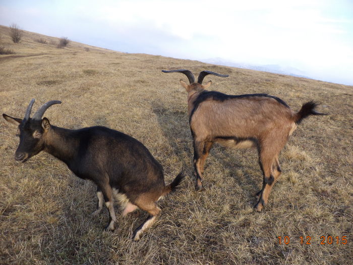 Ne intoarcem spre casa - Alpinele pe deal in 6 decembrie de Mos Nicolaie