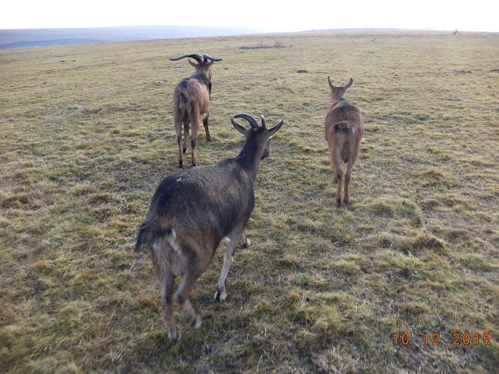 Spre casa-67g - Alpinele pe deal in 6 decembrie de Mos Nicolaie