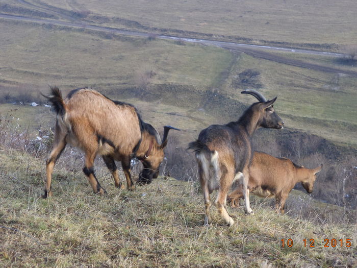 Tiganii au taiat toti molizii din vale - Alpinele pe deal in 6 decembrie de Mos Nicolaie