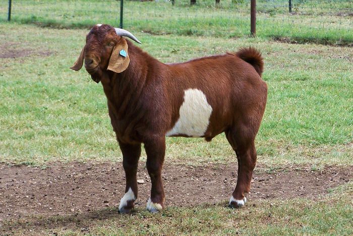 Boerul tanar - Rase de oi si capre poze deosebite 10