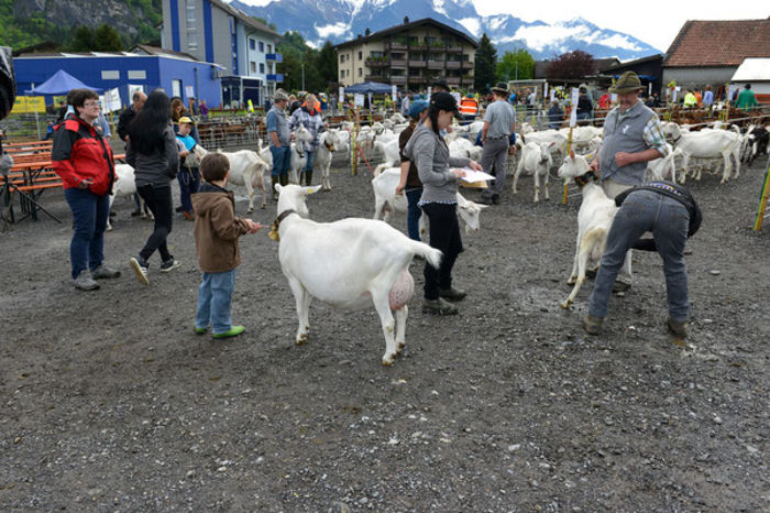 Saanen cu lapte-88t - Rase de oi si capre poze deosebite 10