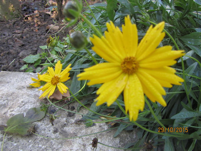 IMG_0080 - 08-O minunatie de floare-Coreopsis Zagreb
