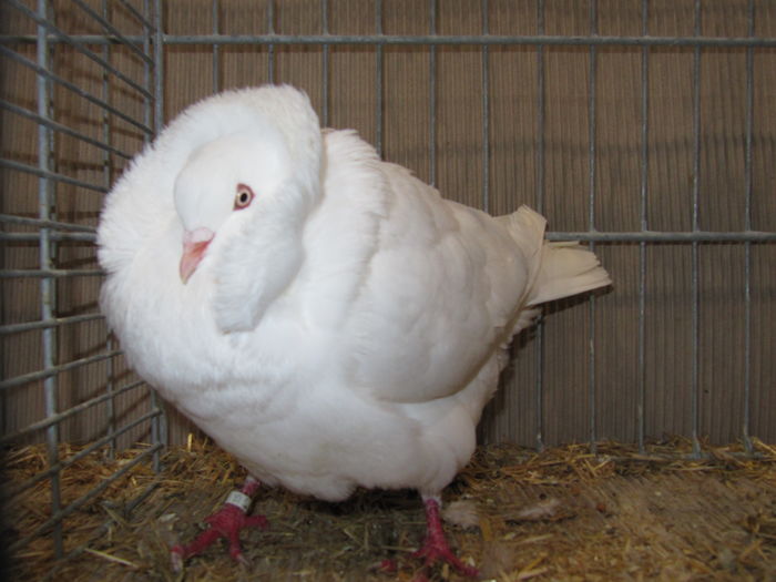 Leipzig 2015 235 - Expo Leipzig 2015