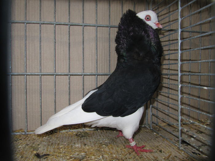 Leipzig 2015 236 - Expo Leipzig 2015