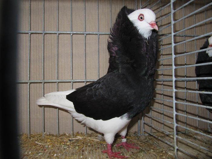 Leipzig 2015 237 - Expo Leipzig 2015