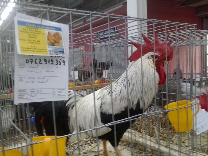2015-12-06 11.14.18 - Expo Nationala Lugoj 2015