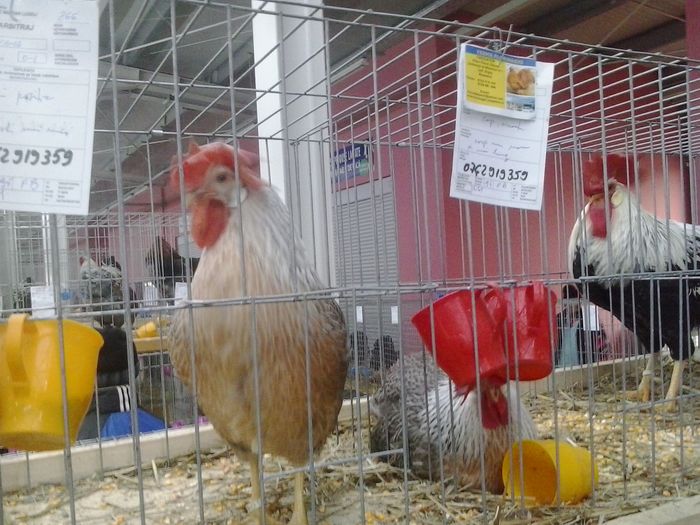 2015-12-06 11.14.36 - Expo Nationala Lugoj 2015
