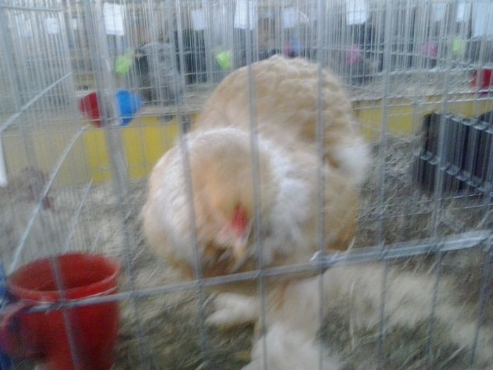 2015-12-06 11.18.20 - Expo Nationala Lugoj 2015