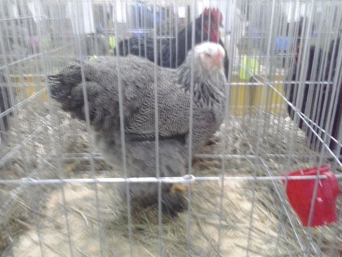 2015-12-06 11.19.29 - Expo Nationala Lugoj 2015