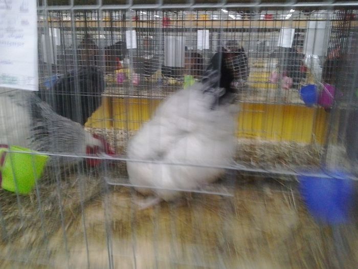 2015-12-06 11.32.28 - Expo Nationala Lugoj 2015