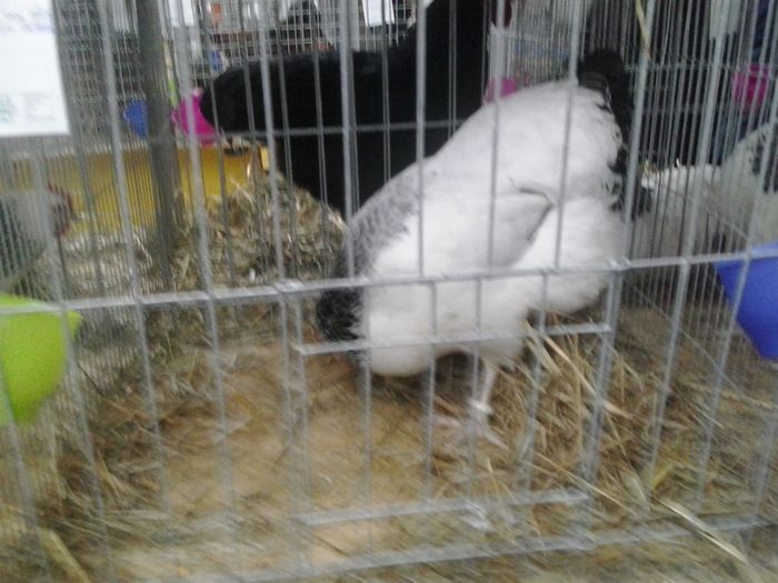 2015-12-06 11.32.38 - Expo Nationala Lugoj 2015