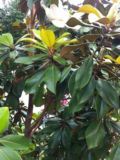  - Magnolia grandiflora