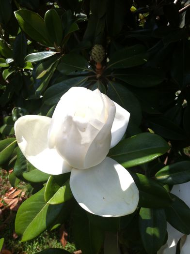  - Magnolia grandiflora