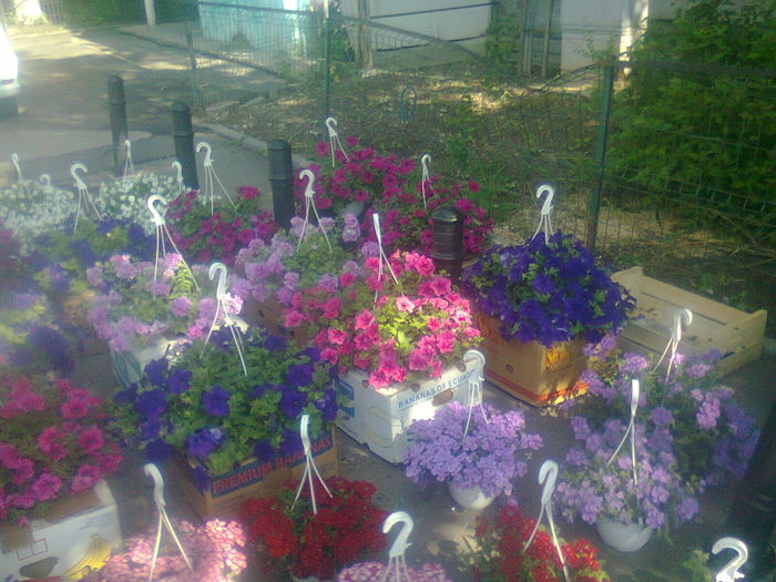 FLORI IN PIATA GORJULUI