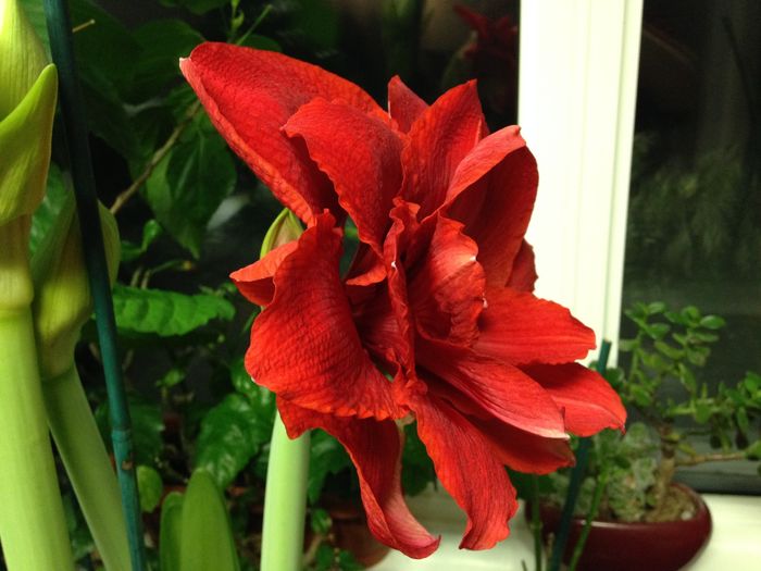 11 dec. 2015 - Amaryllis