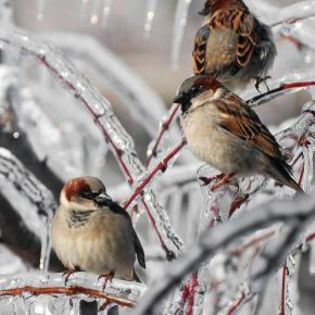 674714_fd920745e527d86da93fc00d023bfc74_mdsq - BIRDS