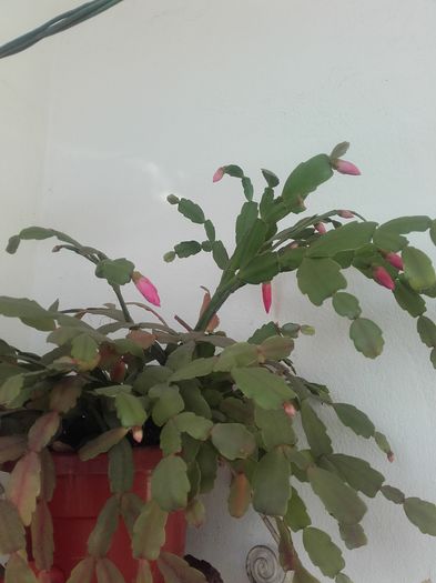 20151212_100745 - Schlumbergera