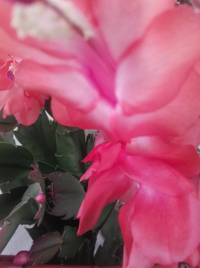 20151212_100719 - Schlumbergera