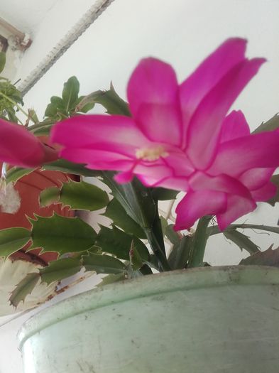 20151212_100735 - Schlumbergera