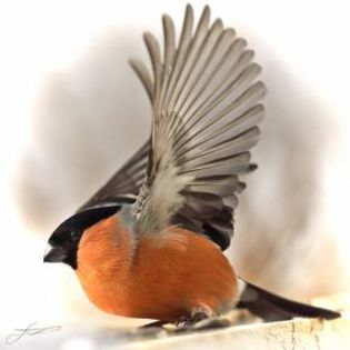 674796_677d85361e10da54a981956573357402_mdsq - BIRDS