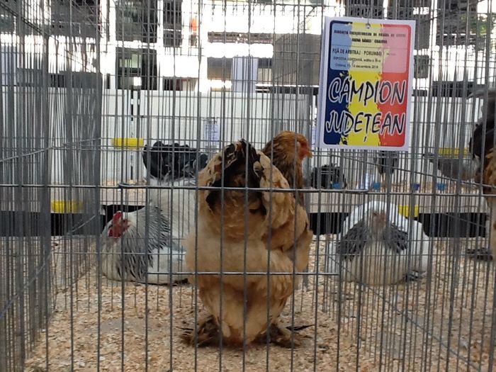 image; Columbia galben-Negru Campioana
