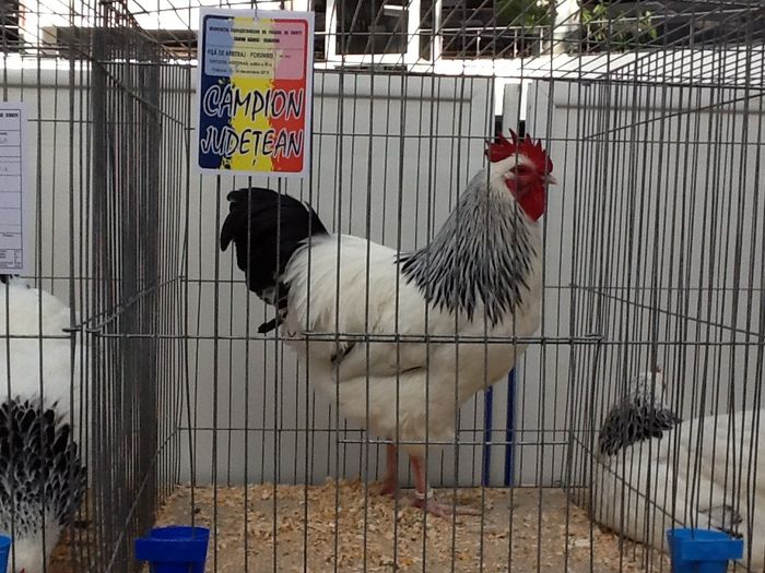 image; Cocos Sussex -95pCampion
