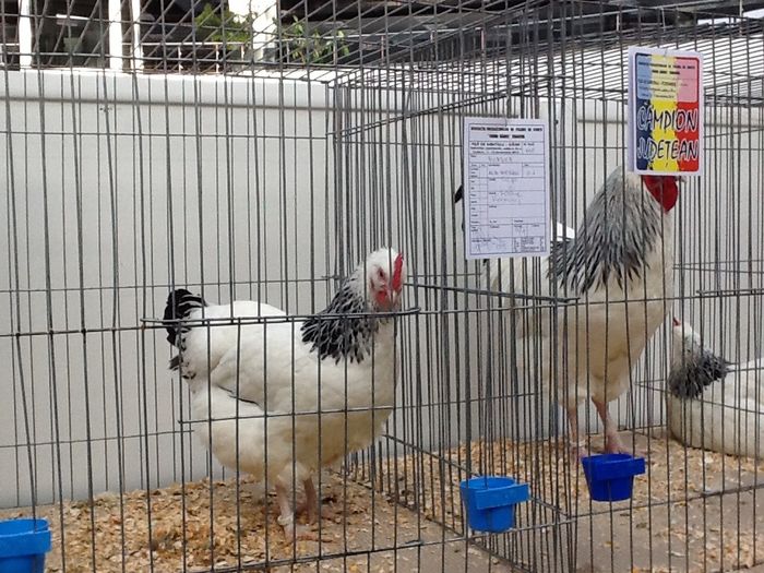 image; Gaina Sussex -94p
