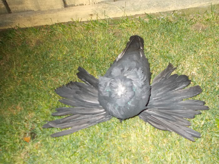 DSCN0402 - Expozitia Nationala Lugoj 2015