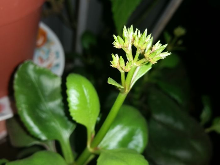 Kalanchoe - Decembrie 2015