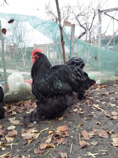 12249862_1711185422448589_2483856674205029772_n