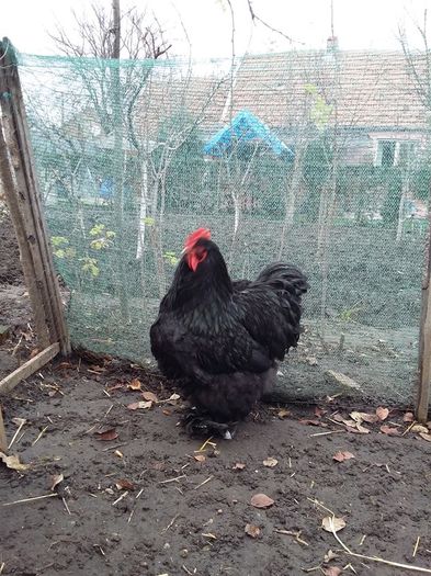 12310527_1711185349115263_1881173798327066907_n