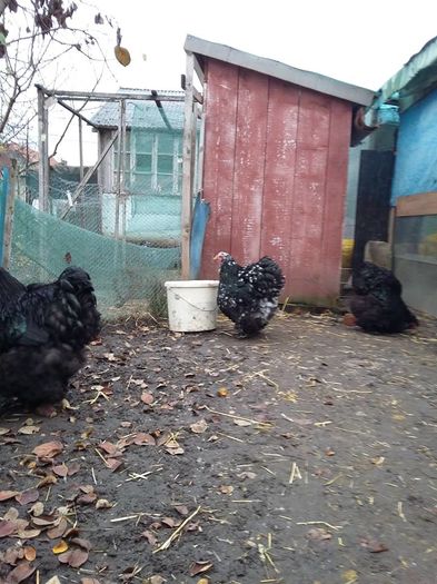 12316140_1711185592448572_7650271152823137870_n