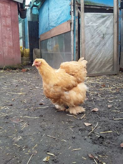 12321304_1711185522448579_2854538483650650395_n