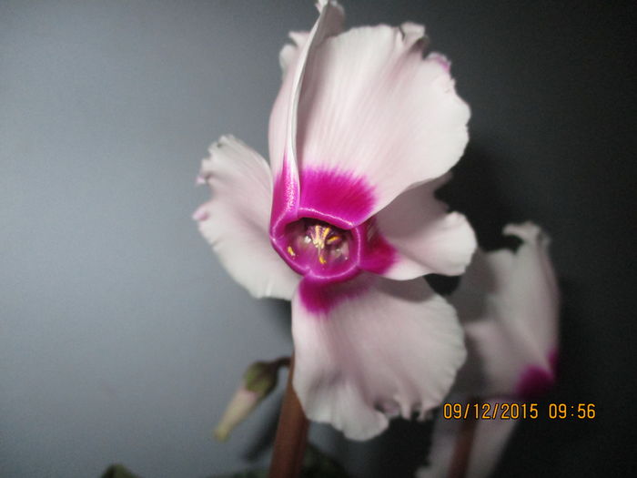 IMG_0338 - Florile mele decembrie 2015