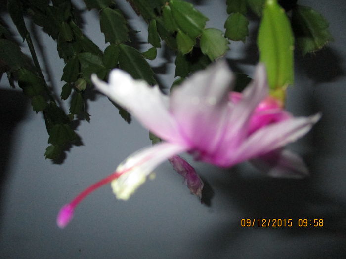 IMG_0344 - Florile mele decembrie 2015