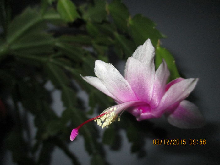 IMG_0345 - Florile mele decembrie 2015
