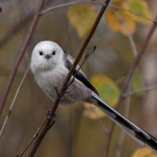 675028_9ae582e7fa89b750bac7b98ee38e4de2_mdsq - BIRDS