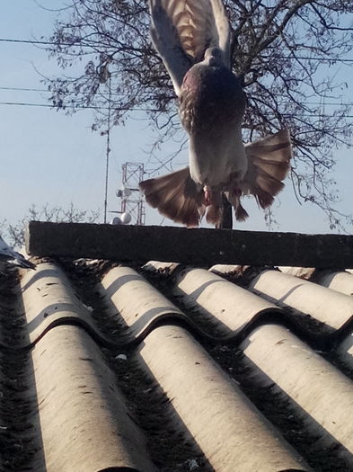 IMG_20151212_112106 - 06________________In zbor