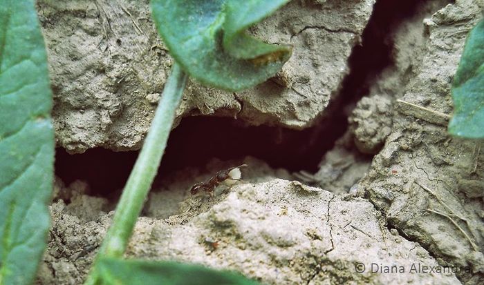 Furnica muncitoare - Firescul vesel daruit prin natura