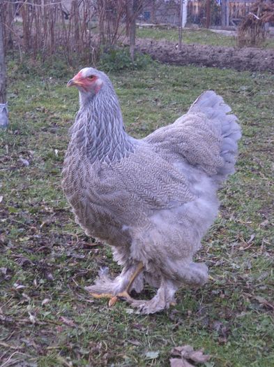 DSC02763 - Brahma silver-orange