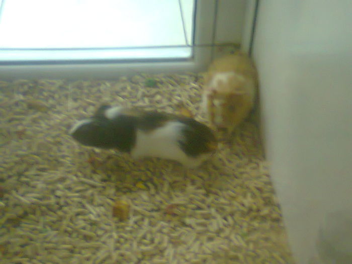 petshop (27)