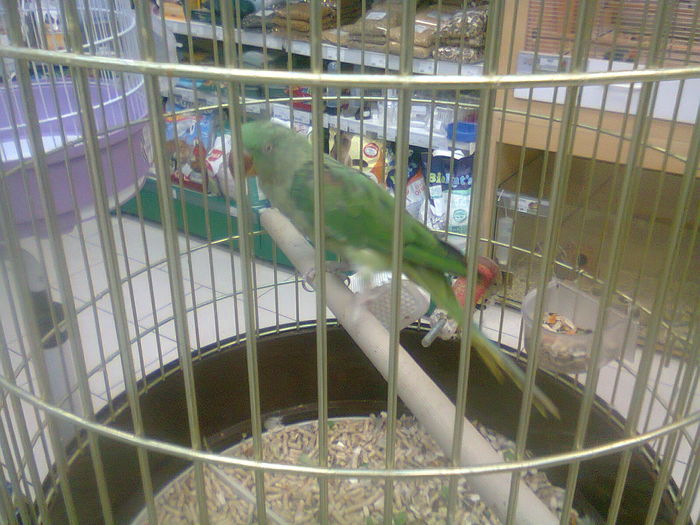 petshop (9)