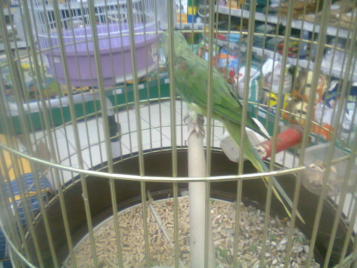 petshop (8)