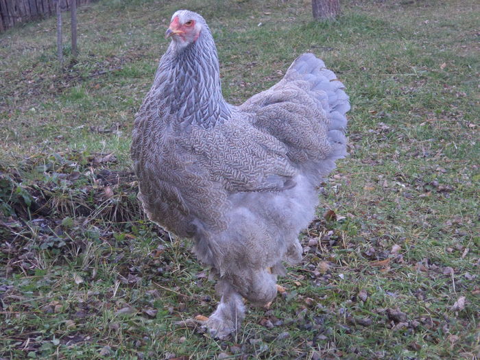 DSC02769 - Brahma silver-orange