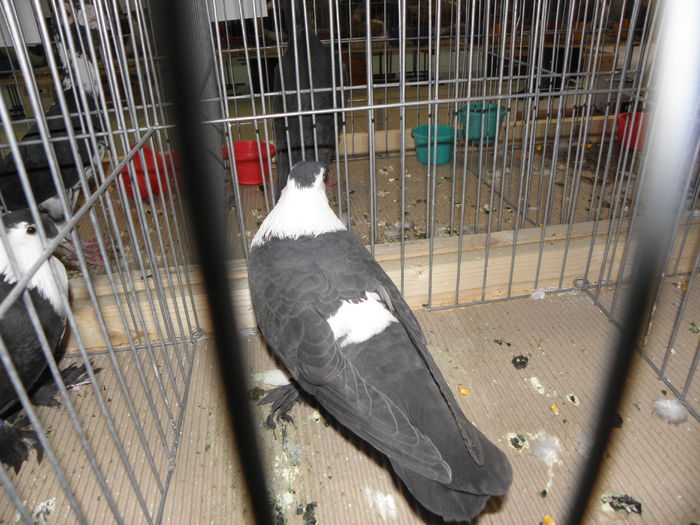 PC050066