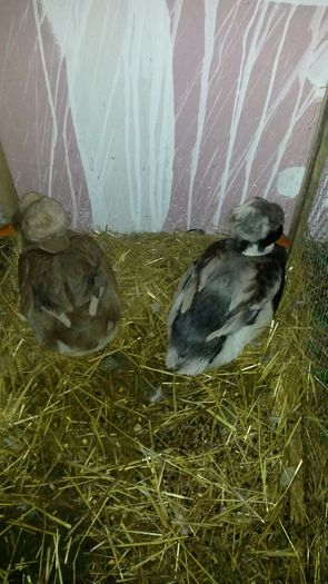 20151212_194321 - Expo Crisana 2015