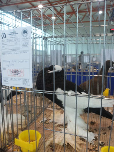 20151212_142338 - EXPOZITIA CUPA ARDEALULUI LUDUS 2015