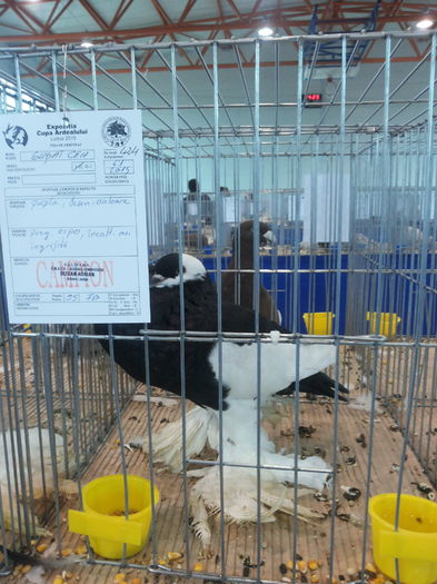 20151212_142327 - EXPOZITIA CUPA ARDEALULUI LUDUS 2015