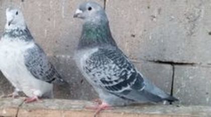  - Porumbei standard vanduti