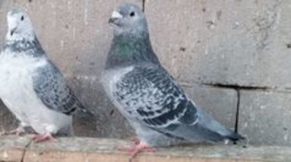 M 2015 - Porumbei standard vanduti